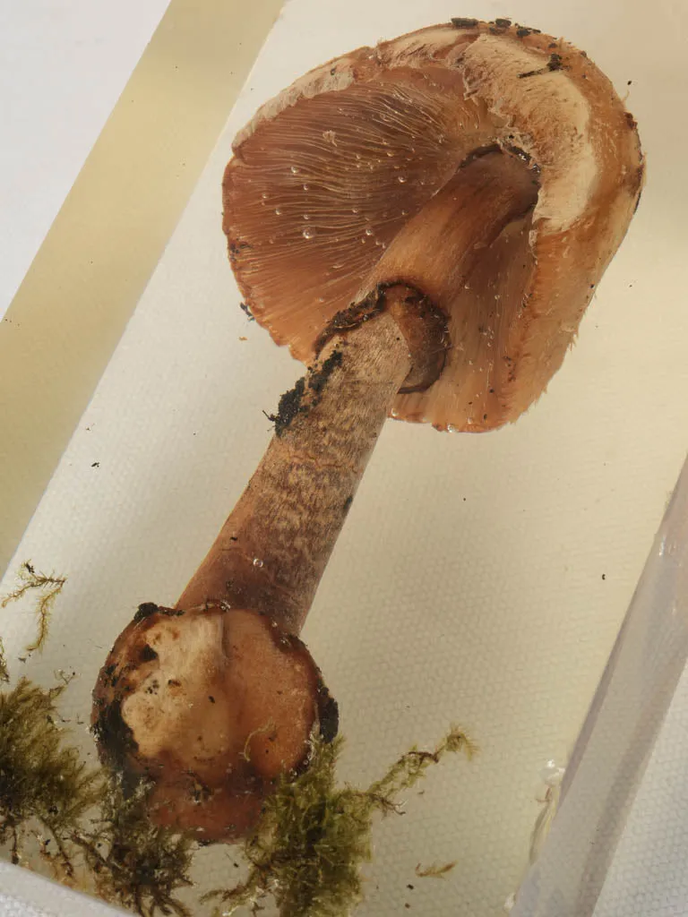 1970s table lamp w/ mushroom in resin - Pierre Giraudon (1923-2012) - 19"