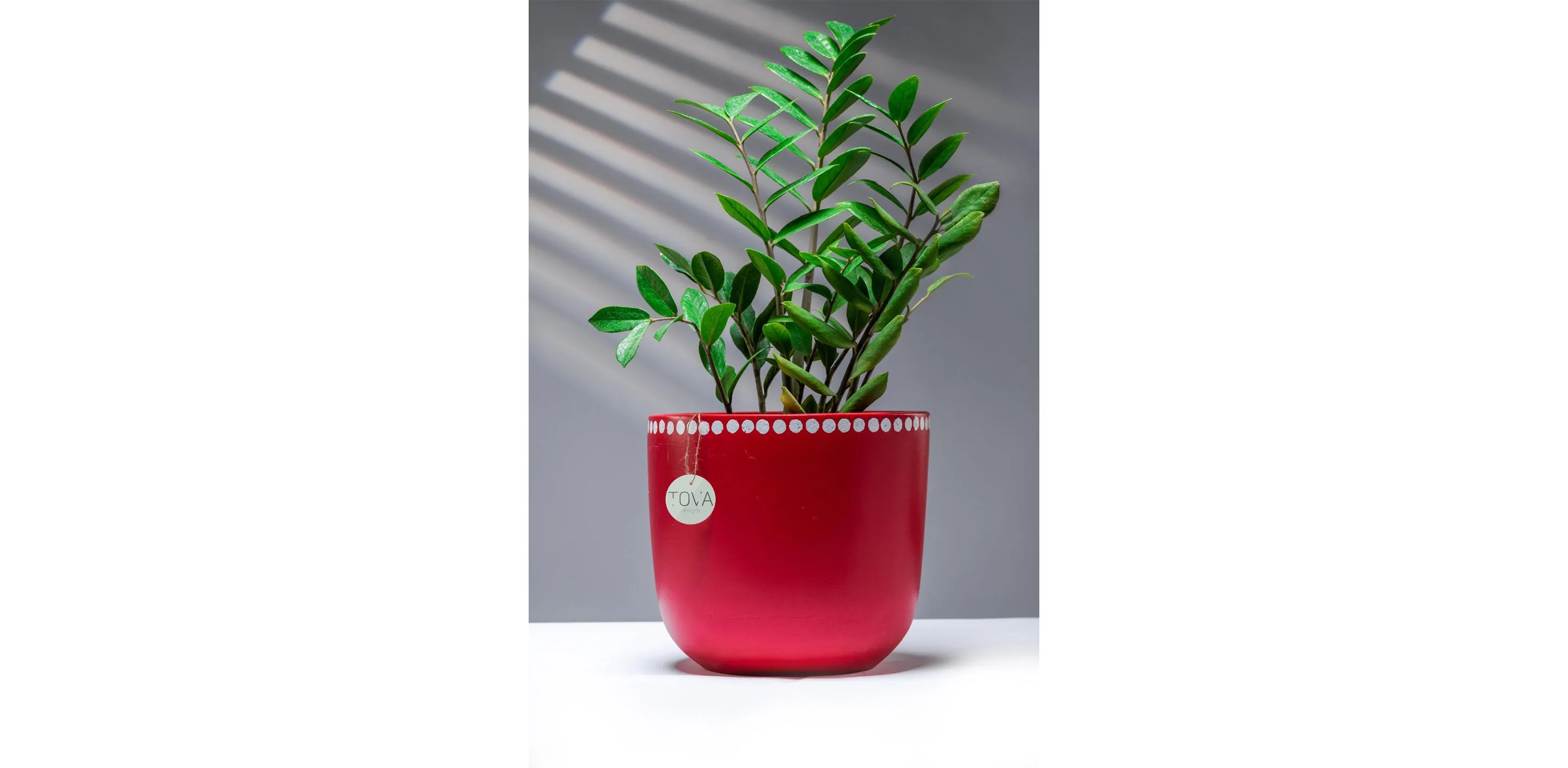 Devine Dotty Red Pot